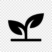 Agricultural Plant, Vegetable Plant, Flower Plant, Fruit Plant icon svg