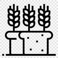 Agriculture, Cereal, Grain, Food icon svg