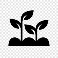 Agriculture, Agriculture Photos, Farm Photos, Farm Photos Photos icon svg