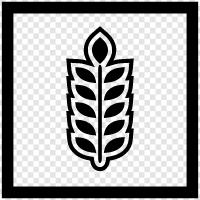 Agriculture, Food, Farming, Field icon svg