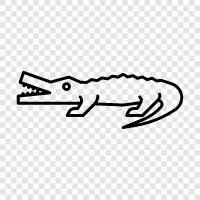 alligator, reptile, giant, wild icon svg