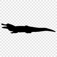 alligator, crocodile hunter, crocodile farmer, crocodile skin icon svg