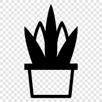 Aloe vera juice, Aloe vera gel, Aloe ver, Aloe Vera icon svg