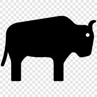 american bison, national animal, animal facts, animal identification icon svg