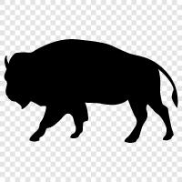 American Bison, American Buffalo, National Bison, Buffalo icon svg