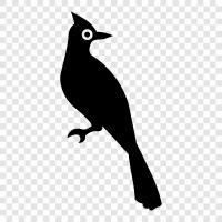 American Robin, bird, animal, wild icon svg