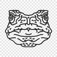 amphibian, frog, toadlet, toad icon svg