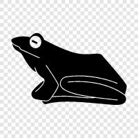 amphibian, newt, salamander, chameleon icon svg