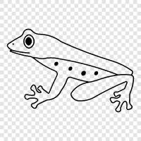 amphibian, frog, newt, leopard frog icon svg