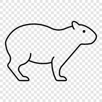 Capybara ikon svg