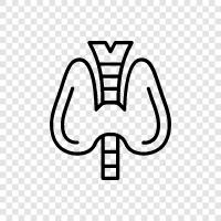 anatomy, female, male, Pelvis icon svg