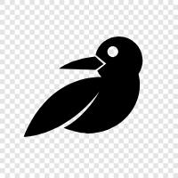 animal, avian, feathered, flight icon svg