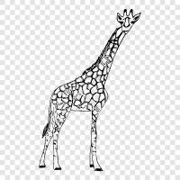 animal, African, tall, long neck icon svg