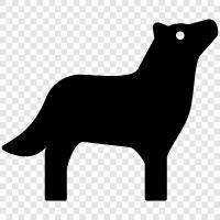 animal, canine, animal behavior, canine development icon svg