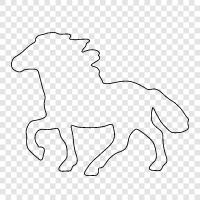 animal, equine, breed, horseback riding icon svg