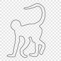 Animal, Monkeys, Animal Friends, Animal Photos icon svg