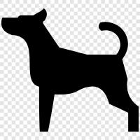 animal, pet, breed, training icon svg