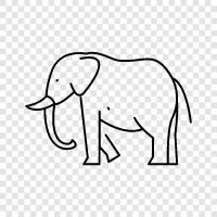 animal, massive, majestic, tusks icon svg