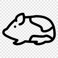 Hayvan, Petler, Cavy, Hamster ikon svg