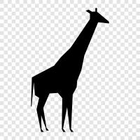 animals, animal, African, animal coat icon svg