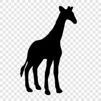 animals, African, tallest animal, long neck icon svg