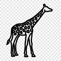 animals, tall, long neck, African icon svg