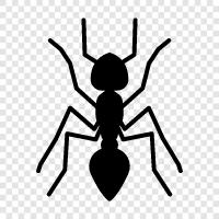 Ant colonies, Ant farm, Ants, Ants on a log icon svg