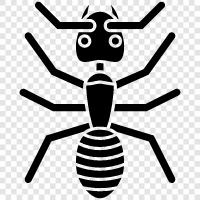 ant colony, ant farm, ant queen, ant farm worker icon svg