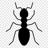 Ant colony, Ant farm, Ants, Ants at home icon svg