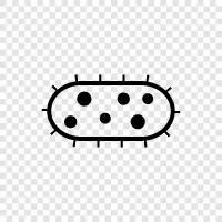 antibiotics, bacteria classification, bacteria identification, bacteria life cycle icon svg