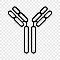 antibodies, antibody production, antibody function, antibody therapy icon svg