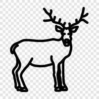 antlers, hunting, animal, animal behavior icon svg