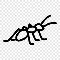 ants, colony, worker, ant icon svg