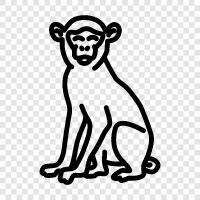 ape, primate, gibbon, baboon icon svg