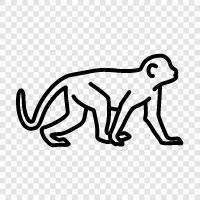 ape, baboon, macaque, tamarin icon svg