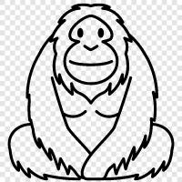 ape, primate, monkey, animal icon svg