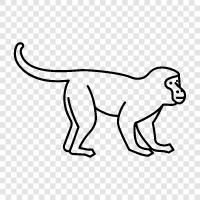ape, primate, human, animal icon svg