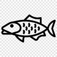 aquarium, breeds, aquarium fish, cichlids icon svg