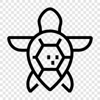 aquatic, reptile, nature, turtle icon svg