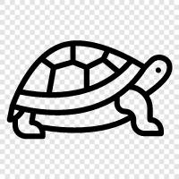 aquatic, reptile, endangered, turtle icon svg