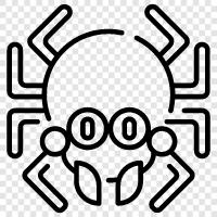 arachnid, örümcek, örümcek adam, örümcek kadın ikon svg