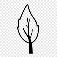 Baum symbol