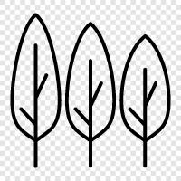 Arbor, Foliage, Branch, Leaf icon svg