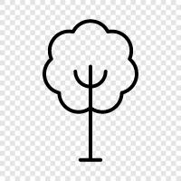 Baum, Laub, Blüten, Wachstum symbol