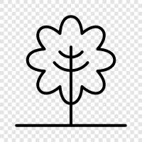 Baum, Früchte, Nüsse, Samen symbol