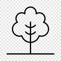 Arbor, Blätter, Blüte, Früchte symbol