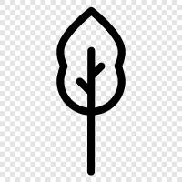 Arbor, Früchte, Nüsse, Holz symbol