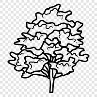 Arbor, Befruchten, Baum symbol