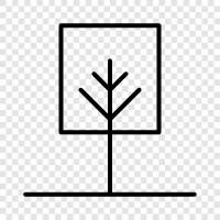 Baum symbol