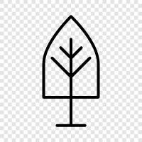 arbor, bonsai, cedar, fig icon svg